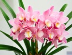 大花蕙兰开花后怎么养