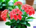 长寿花怎么养又肥又壮