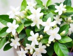 茉莉花种子的养殖方法