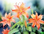 曼陀罗花也叫彼岸花吗