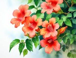 云霄花和凌霄花的区别