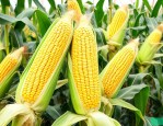 豪玉16玉米种怎么样