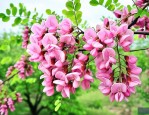 高血糖可以吃槐树花吗