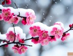 寒梅傲雪是指什么动物