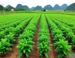 广西灵山果苗批发基地