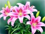 百合花茹志鹃故事梗概