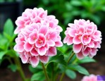 清香玉球根花卉怎么养
