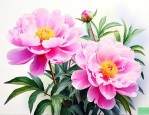 芍药一般什么时候开花