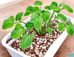 2025年水培植物促进生根