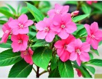 凤仙花开花后多久结果