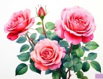 月季花怎样插枝才能活