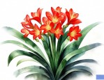 花卉君子兰的价格