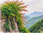 2025年爬山虎一棵多少钱