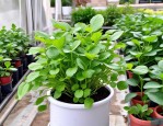 2025年水培植物怎么防虫