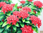 龙船花适合在家里养吗