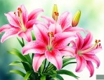 心田上的百合花林清玄