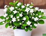 2025年水培茉莉花好养吗