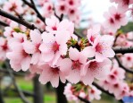 高杆染井吉野樱花报价