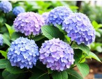 绣球花怎么才能多开花