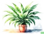 最适合放在室内净化空气的植物是什么