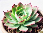 多肉植物绿法师怎么养