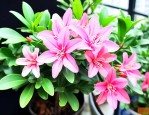 花叶络石适合室内养吗