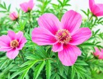益母草的花是什么颜色