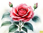 关于月季花的资料大全