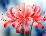 彼岸花的花心什么颜色