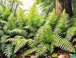 2025年常见的蕨类植物有