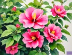2025年芙蓉花有什么药效