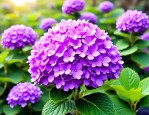 2025年紫色绣球花的花语