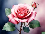 玫瑰花语玫瑰花的含义