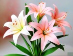 折百合花最简单的折法