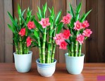 节节高富贵竹塔怎么养