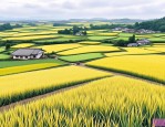 2025年四川水稻种子价格