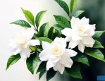 栀子花茉莉花哪个好养