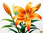 橙百合花的花语和寓意