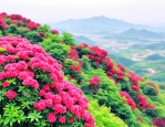 2025年麻城杜鹃花龟峰山