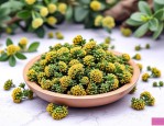 2025年三七花每天喝几朵