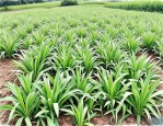 2025年玉龙草病虫害防治