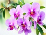 石斛花适合什么人饮用