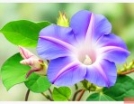 牵牛花一般什么时候开