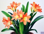 君子兰开花是什么兆头