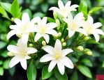 九里香开花几天凋谢掉