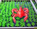 龙虾养殖水草栽植品种