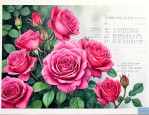 月经期间能吃玫瑰花吗