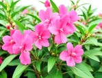 凤仙花是多年生草本吗