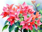 三角梅适合养在家里吗