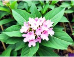 七叶一枝花叶子能吃吗